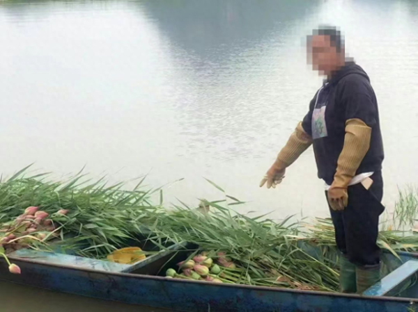 散户配资股票 云南一景区禁止采摘野生荷花：违法行为破坏了生态平衡